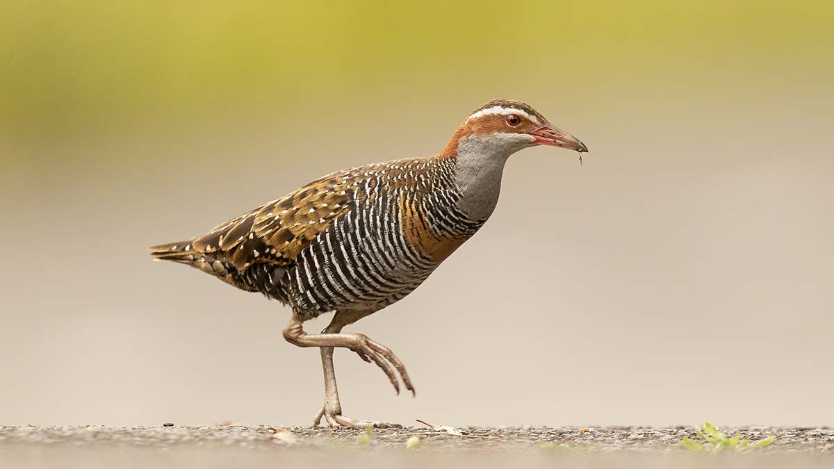 NZ banded rail bird with it's feather markings clearly visible