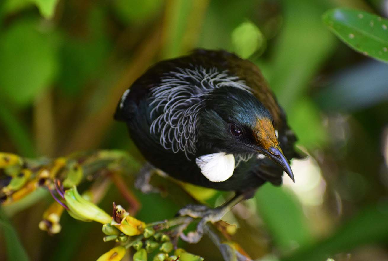 A tui is perched on a branch, white tuft clearly shown at it's neck